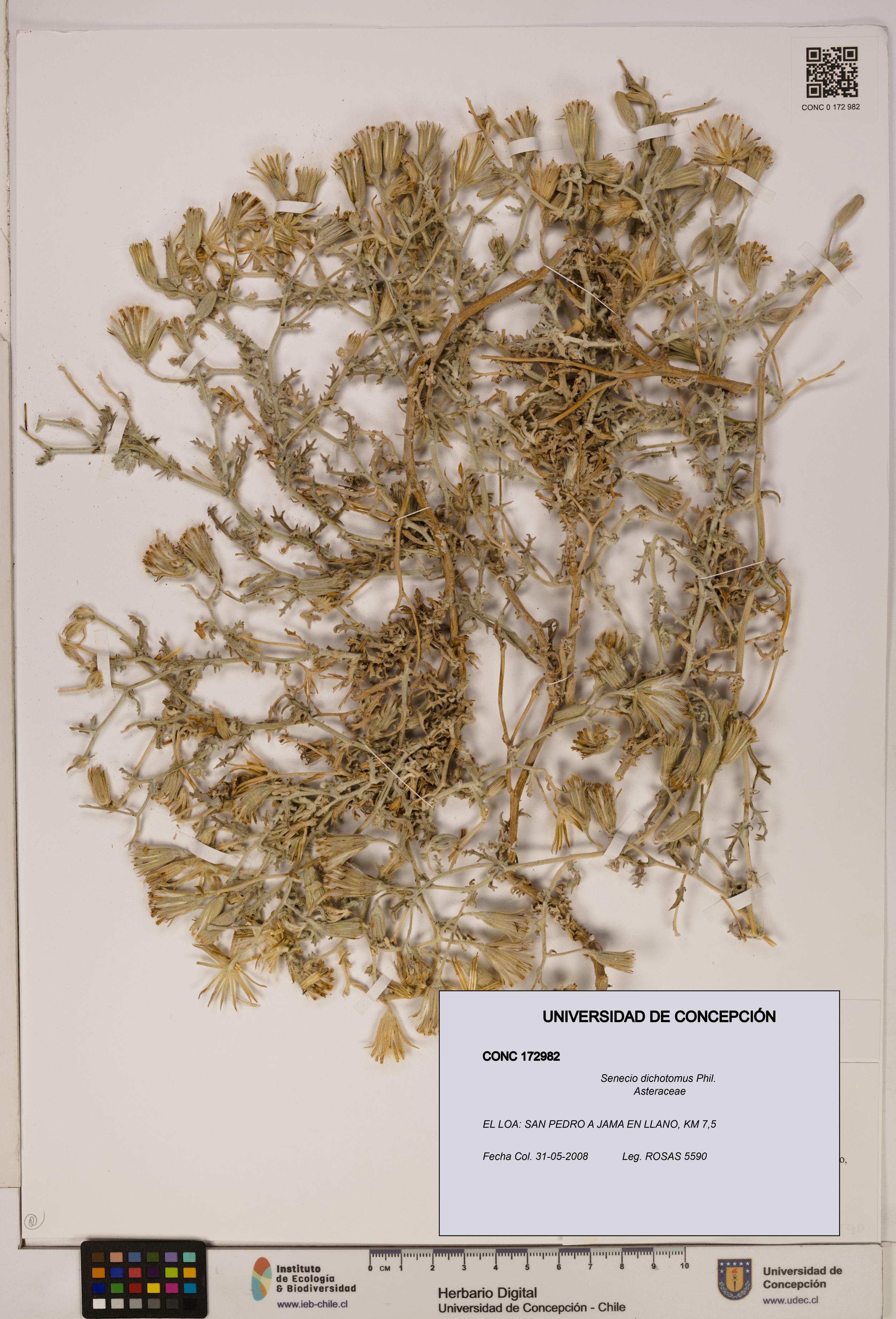 Senecio dichotomus [Espécimen: UDEC:CONC:0172982]
