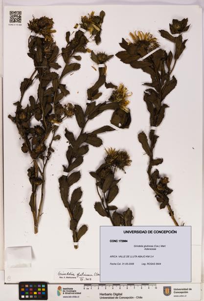 Grindelia glutinosa [Espécimen: UDEC:CONC:0172984]