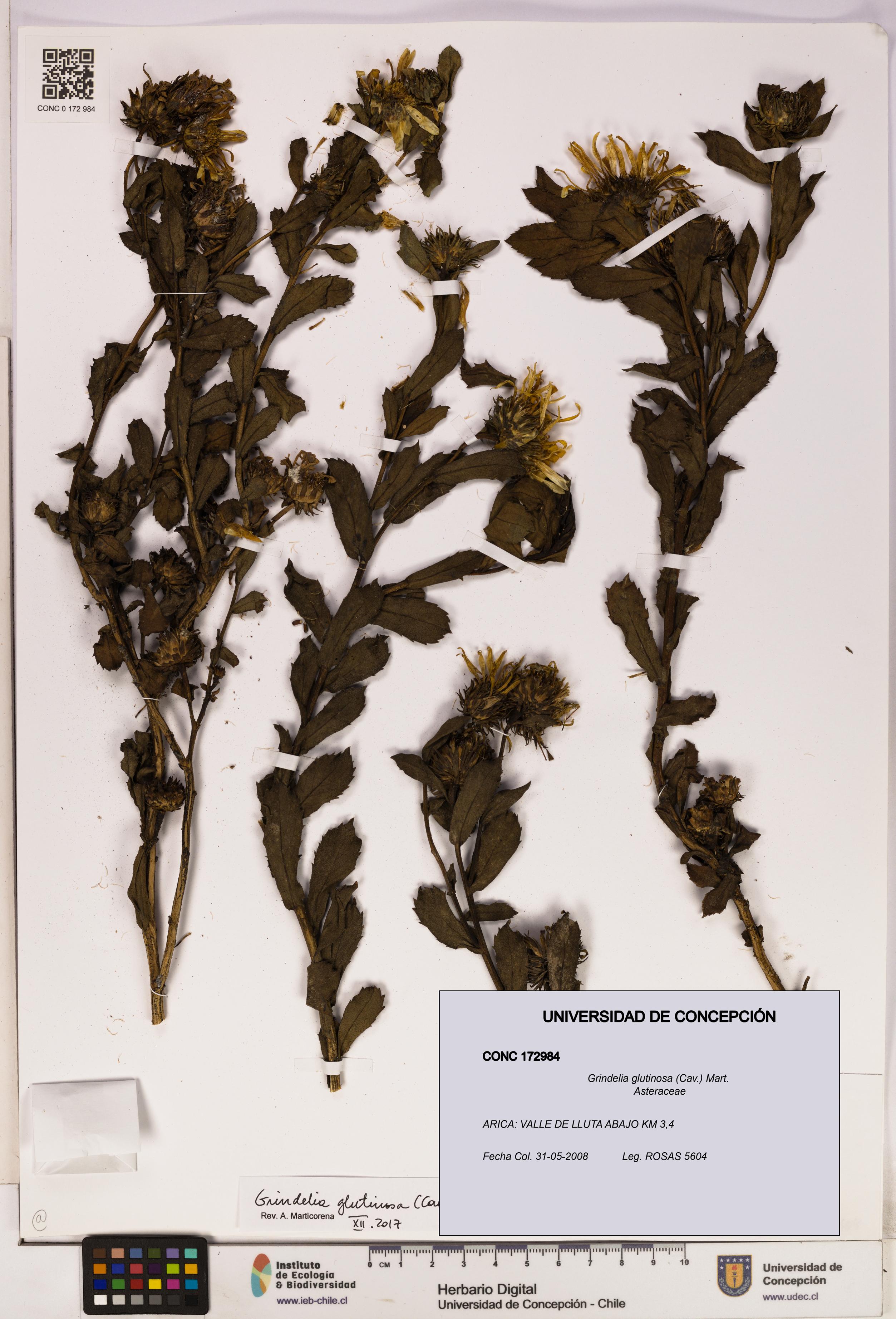 Grindelia glutinosa [Espécimen: UDEC:CONC:0172984]