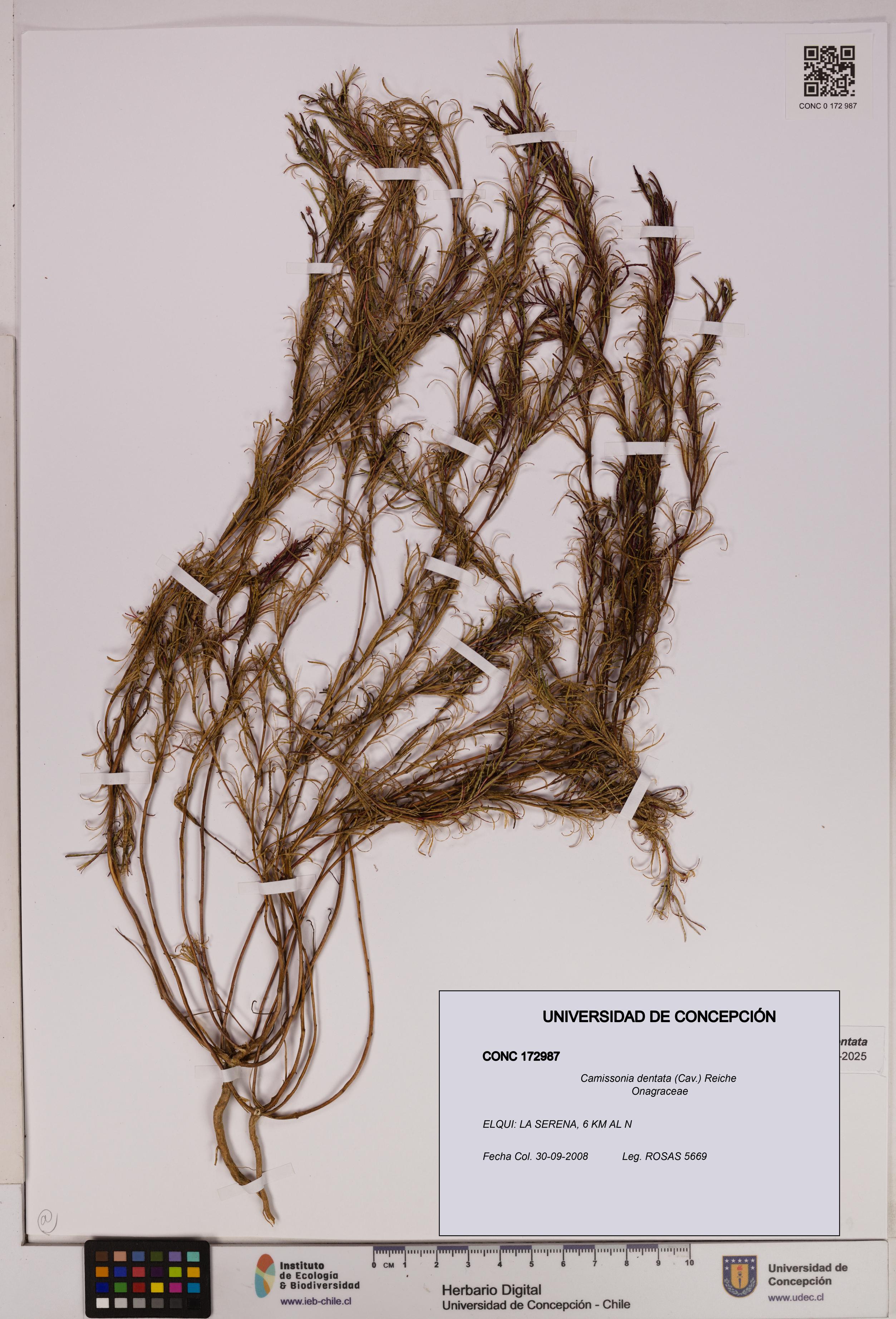 Camissonia dentata [Espécimen: UDEC:CONC:0172987]