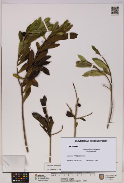Ovidia pillo-pillo [Espécimen: UDEC:CONC:0172990]