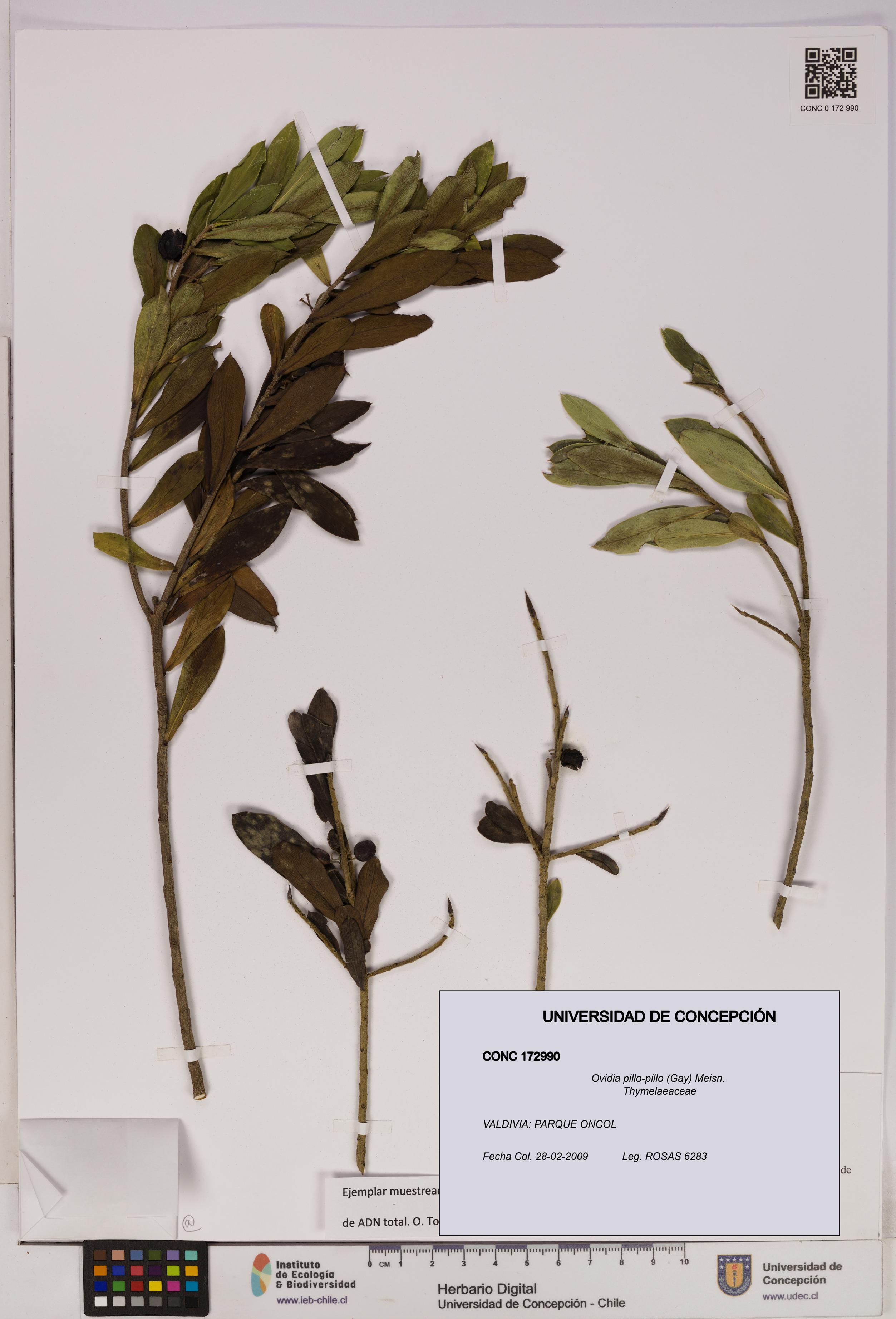 Ovidia pillo-pillo [Espécimen: UDEC:CONC:0172990]