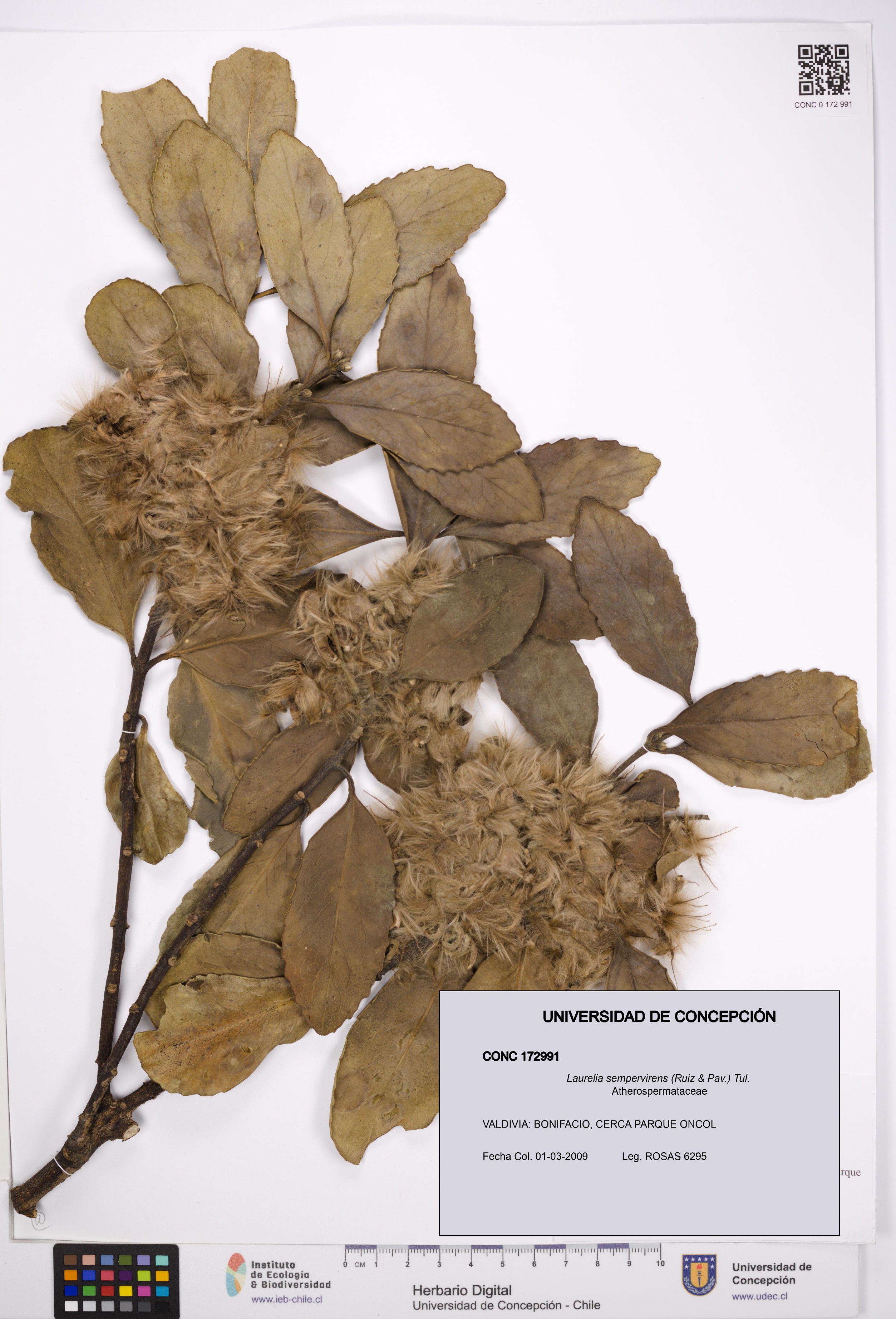 Laurelia sempervirens [Espécimen: UDEC:CONC:0172991]