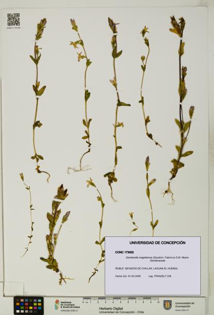Gentianella magellanica [Espécimen: UDEC:CONC:0173002]