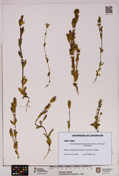 Gentianella magellanica [Espécimen: UDEC:CONC:0173003]