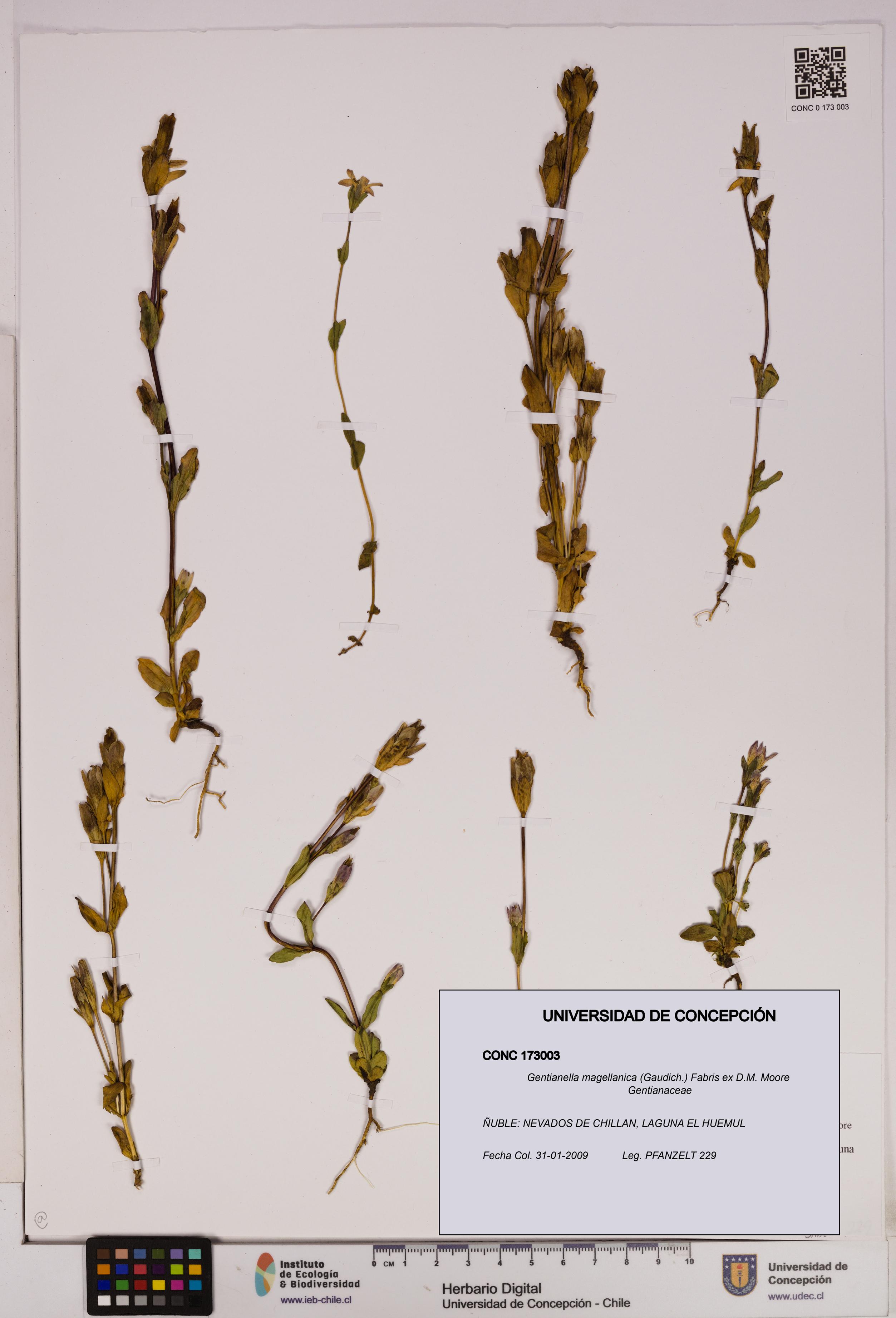 Gentianella magellanica [Espécimen: UDEC:CONC:0173003]