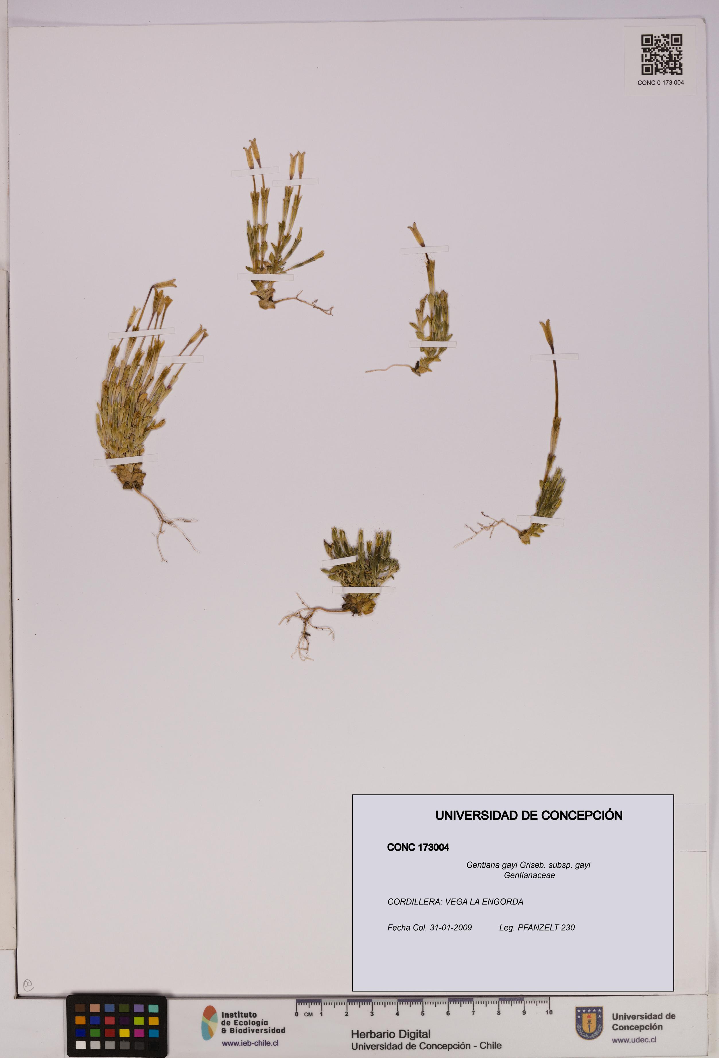 Gentiana gayi [Espécimen: UDEC:CONC:0173004]