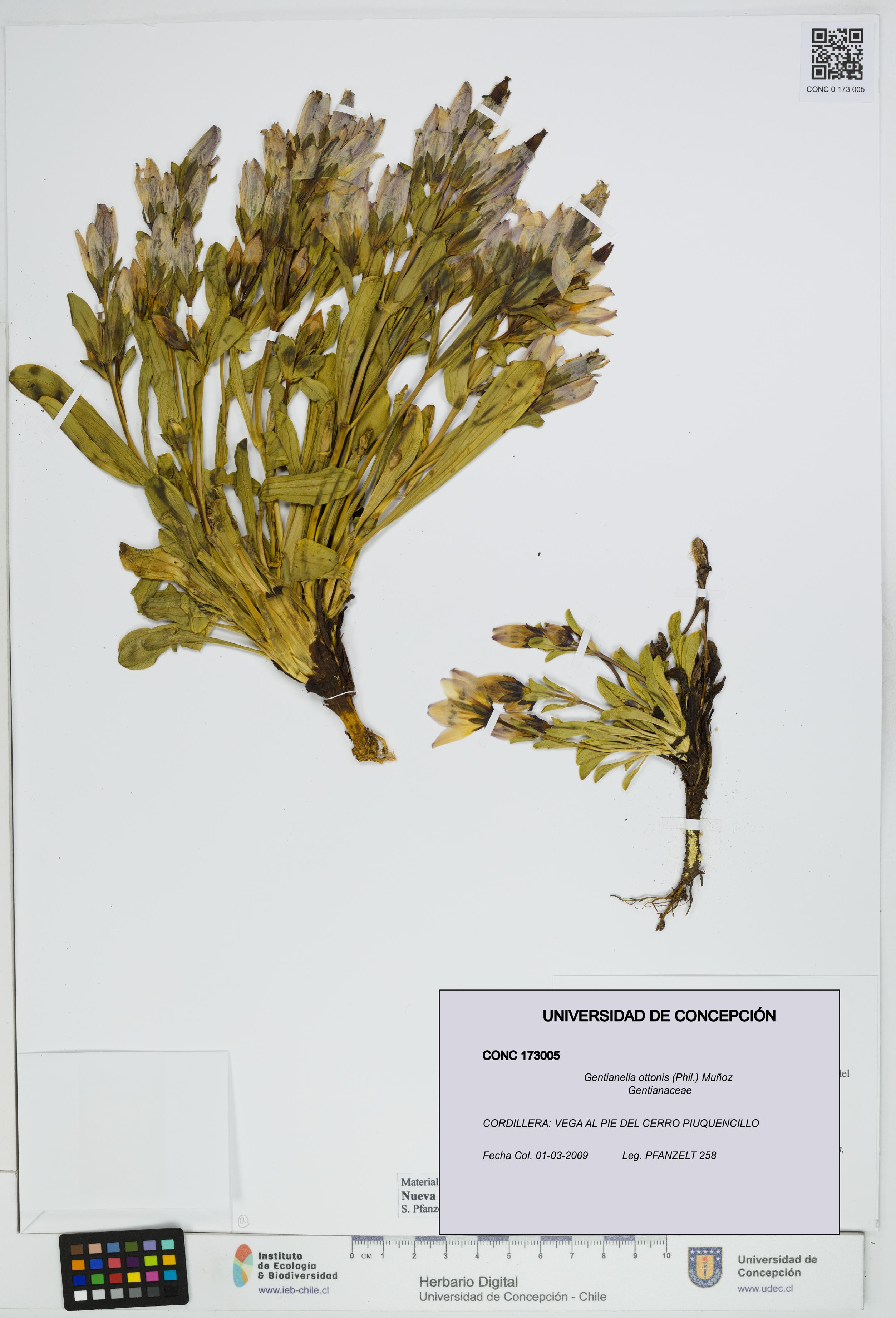 Gentianella ottonis [Espécimen: UDEC:CONC:0173005]
