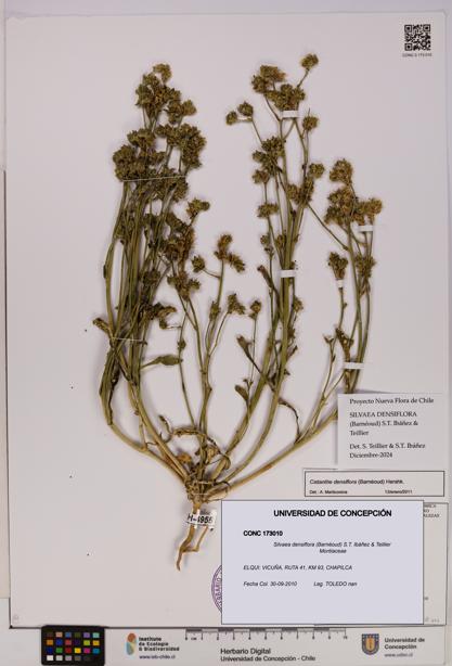 Silvaea densiflora [Espécimen: UDEC:CONC:0173010]