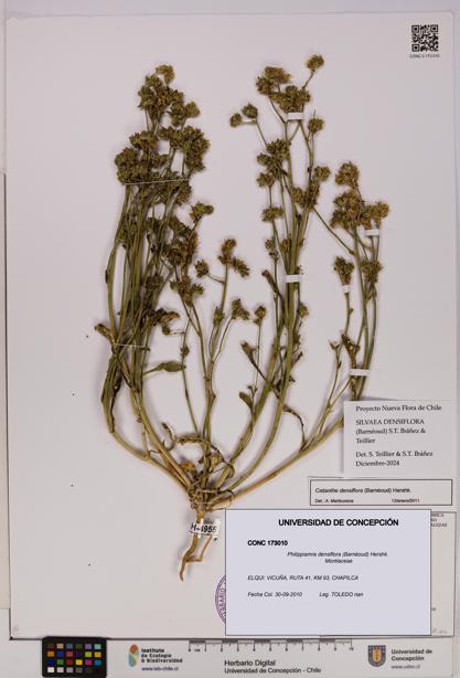 Philippiamra densiflora [Espécimen: ]