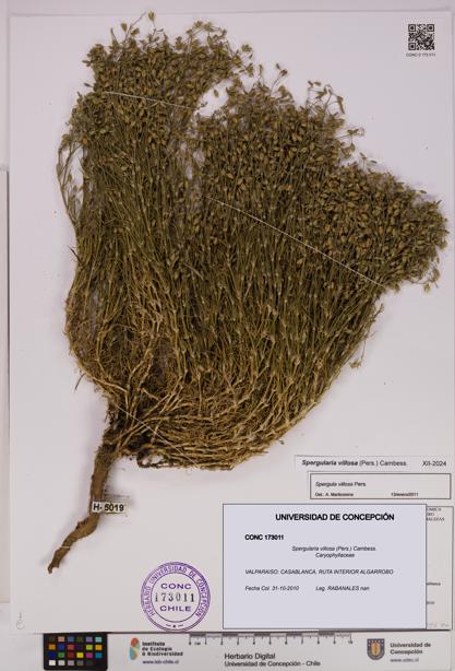 Spergularia villosa [Espécimen: UDEC:CONC:0173011]