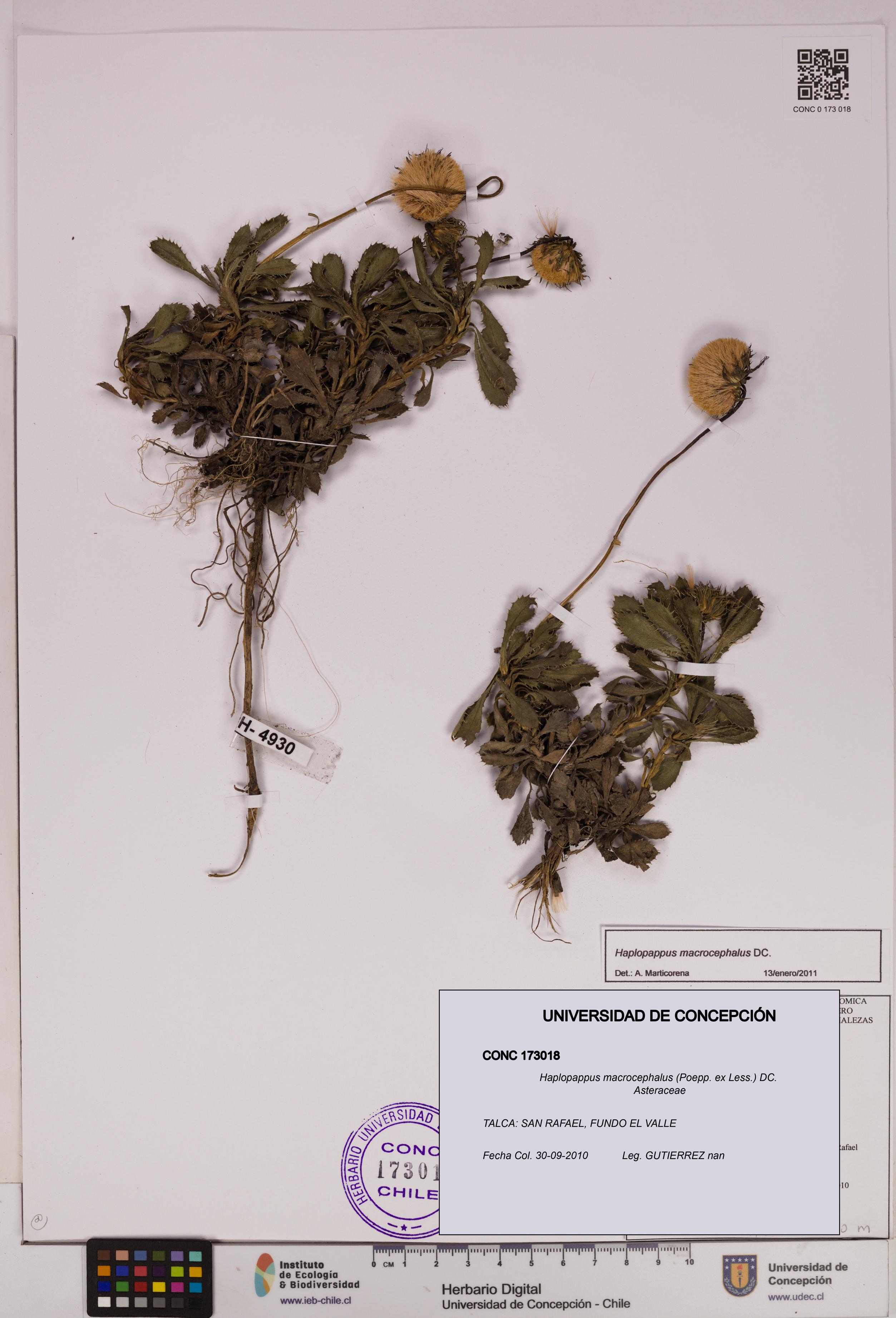 Haplopappus macrocephalus [Espécimen: UDEC:CONC:0173018]