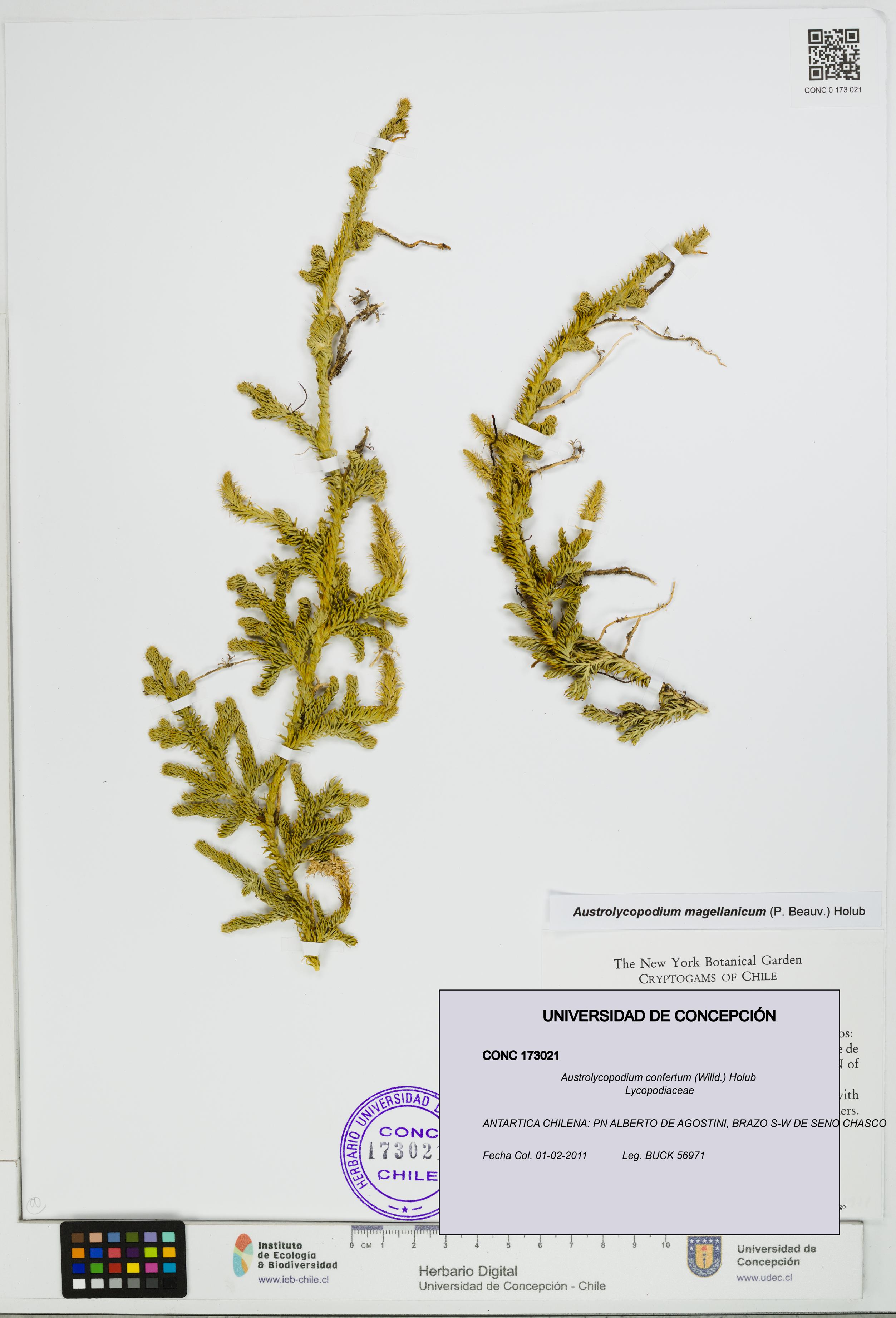 Austrolycopodium confertum [Espécimen: UDEC:CONC:0173021]