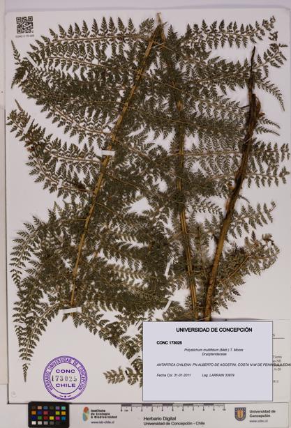 Polystichum multifidum [Espécimen: UDEC:CONC:0173025]