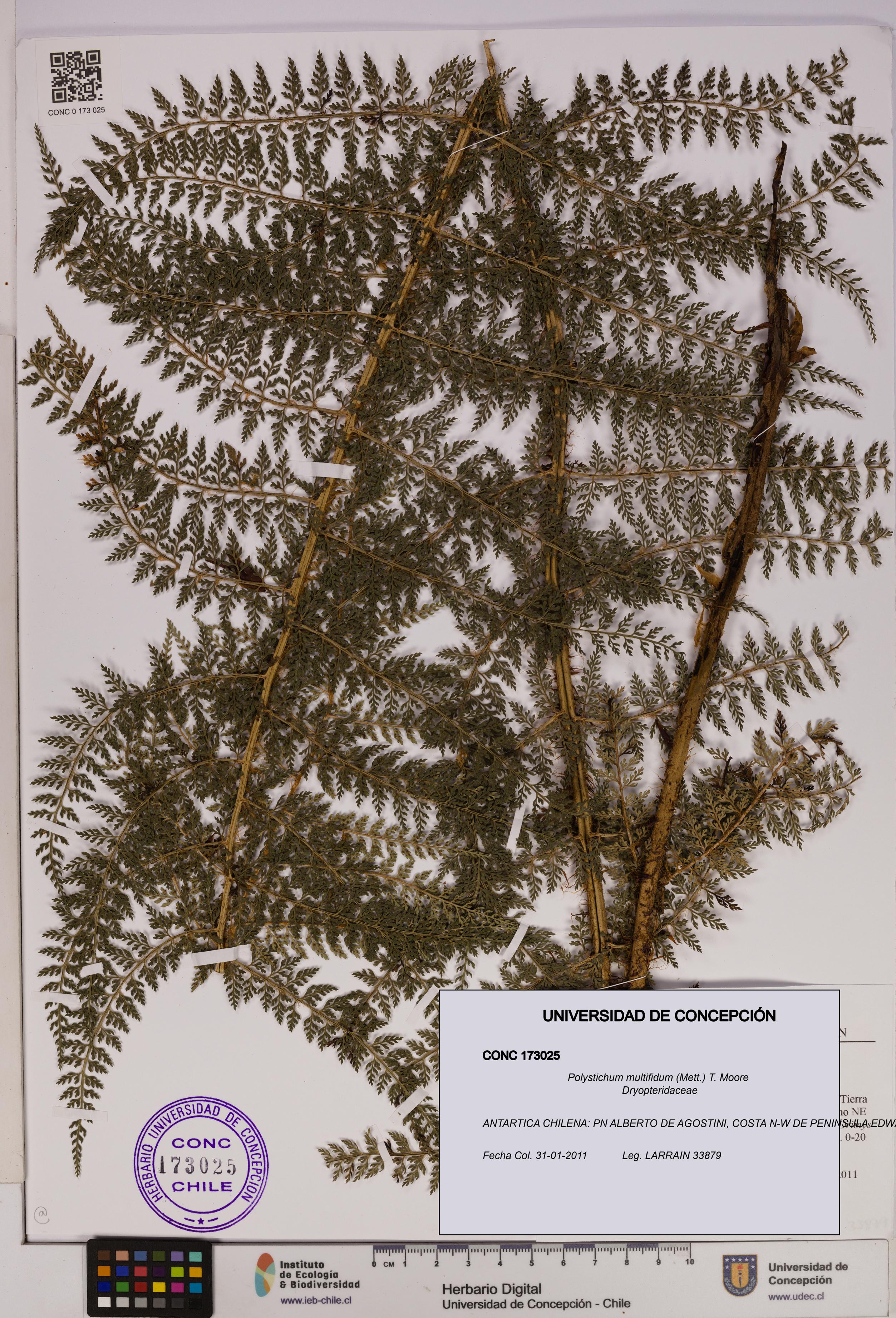Polystichum multifidum [Espécimen: UDEC:CONC:0173025]