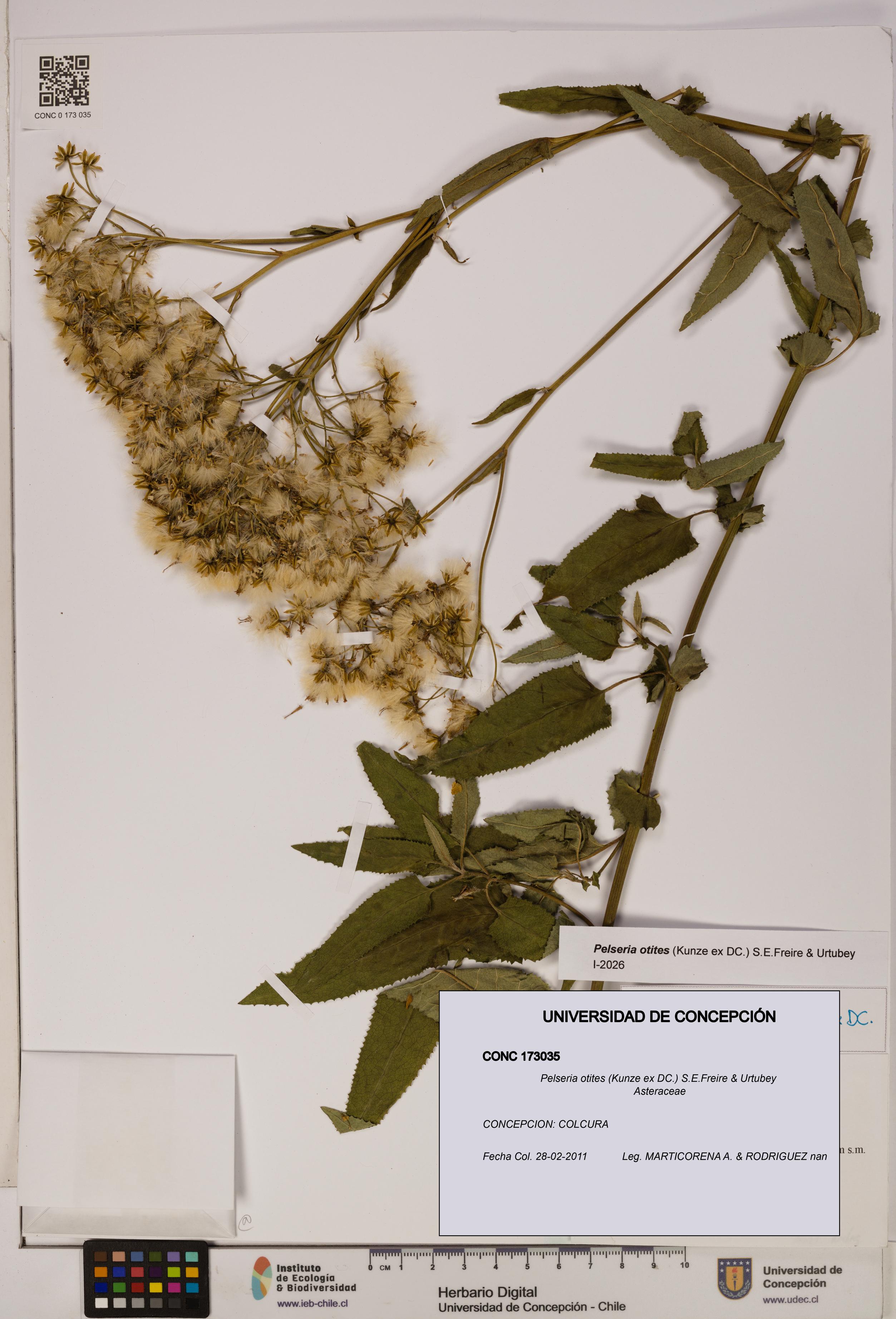 Pelseria otites [Espécimen: ]