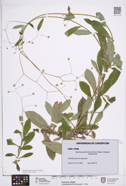 Selkirkia pauciflora [Espécimen: ]