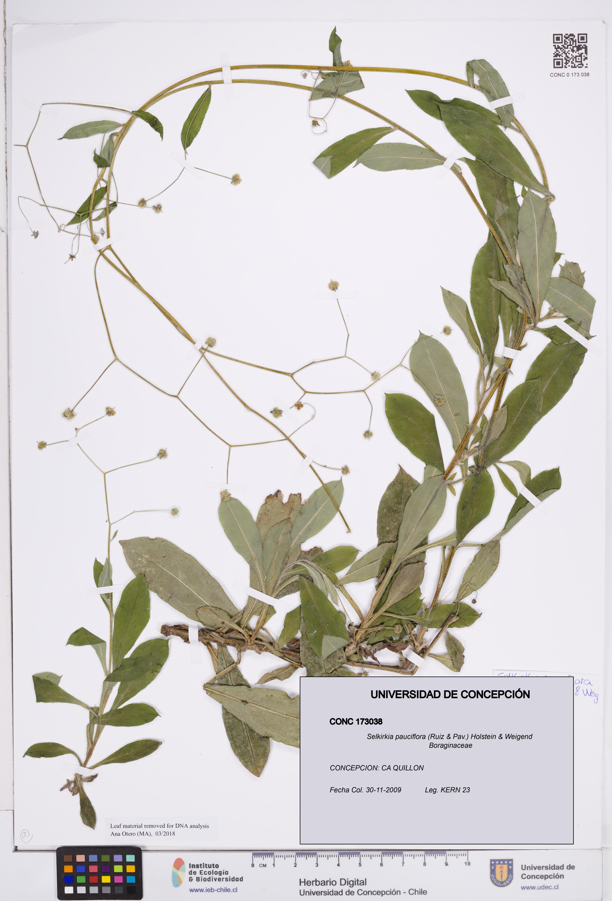 Selkirkia pauciflora [Espécimen: ]