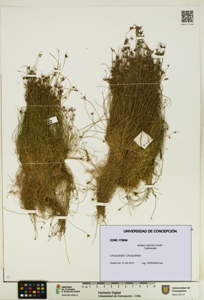 Isolepis nigricans [Espécimen: UDEC:CONC:0173054]
