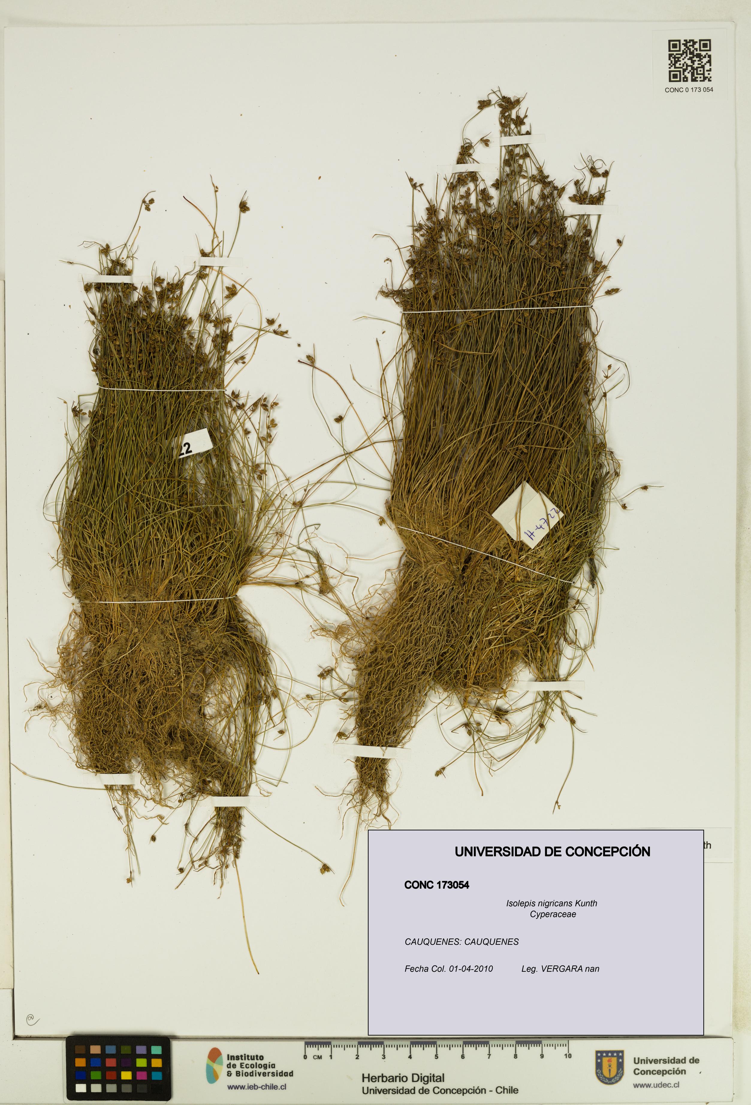 Isolepis nigricans [Espécimen: UDEC:CONC:0173054]