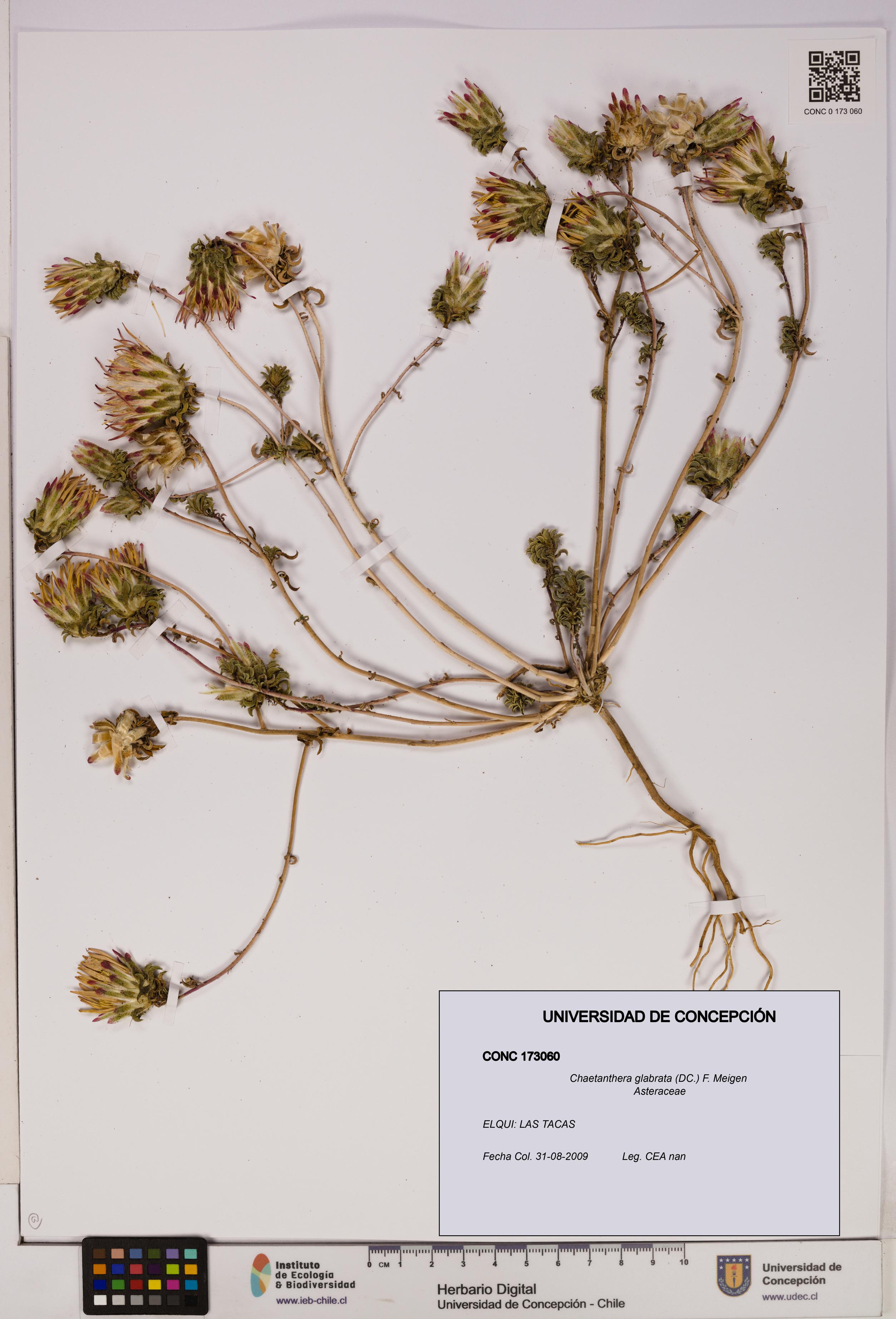 Chaetanthera glabrata [Espécimen: UDEC:CONC:0173060]