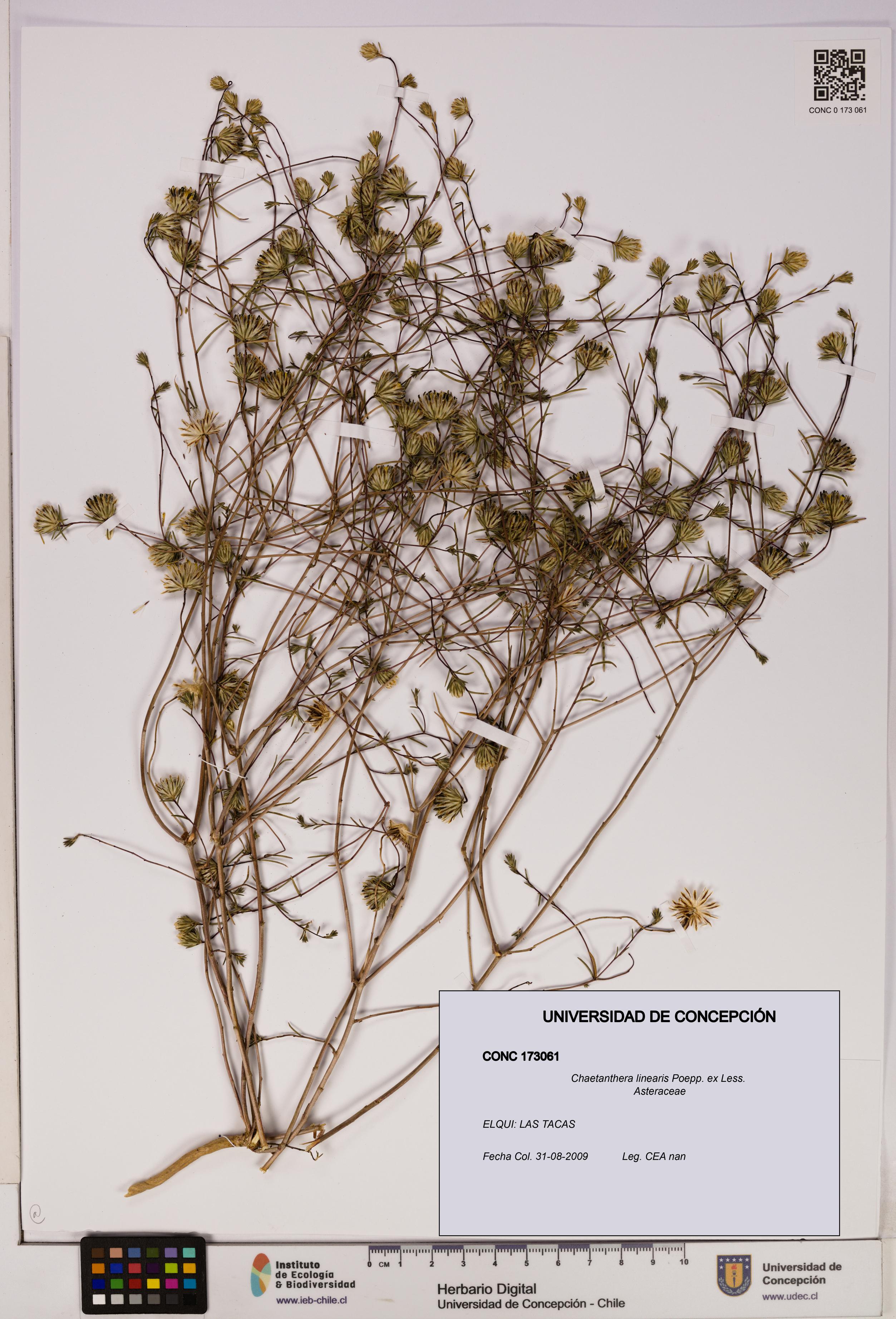 Chaetanthera linearis [Espécimen: UDEC:CONC:0173061]