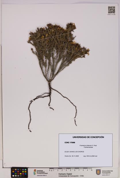 Frankenia chilensis [Espécimen: UDEC:CONC:0173068]