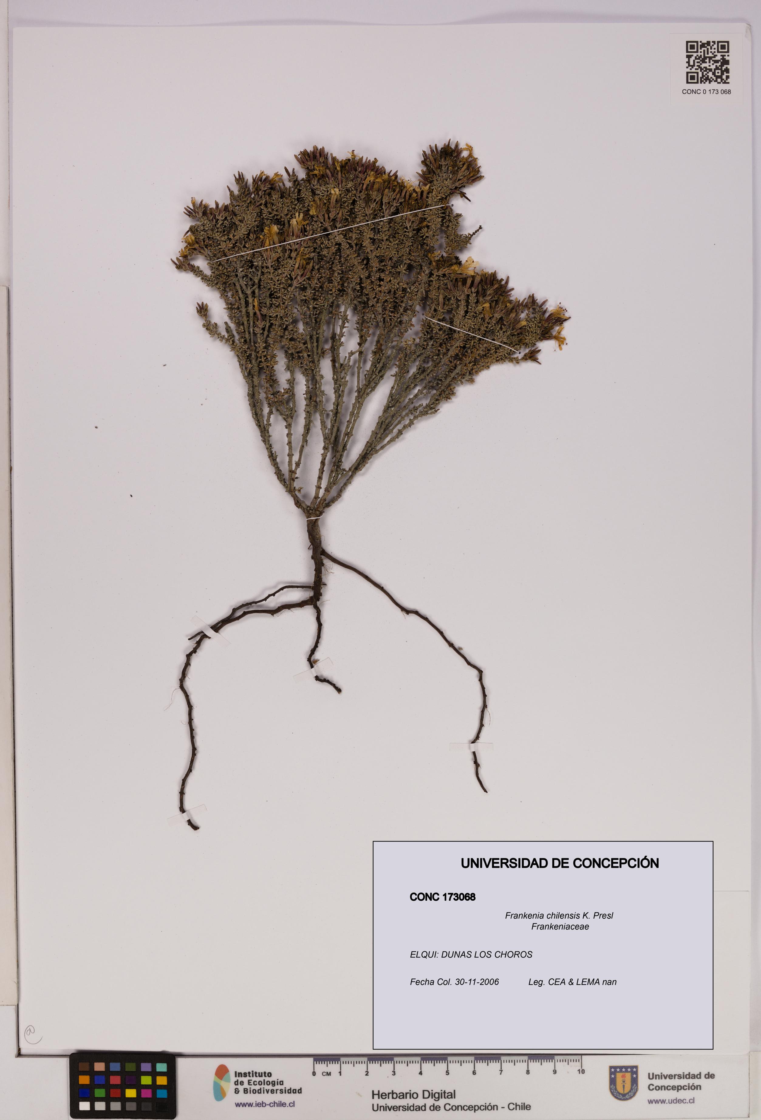 Frankenia chilensis [Espécimen: UDEC:CONC:0173068]