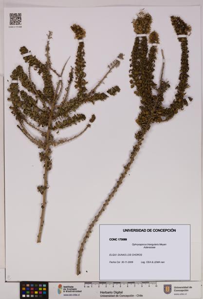 Ophryosporus triangularis [Espécimen: UDEC:CONC:0173069]