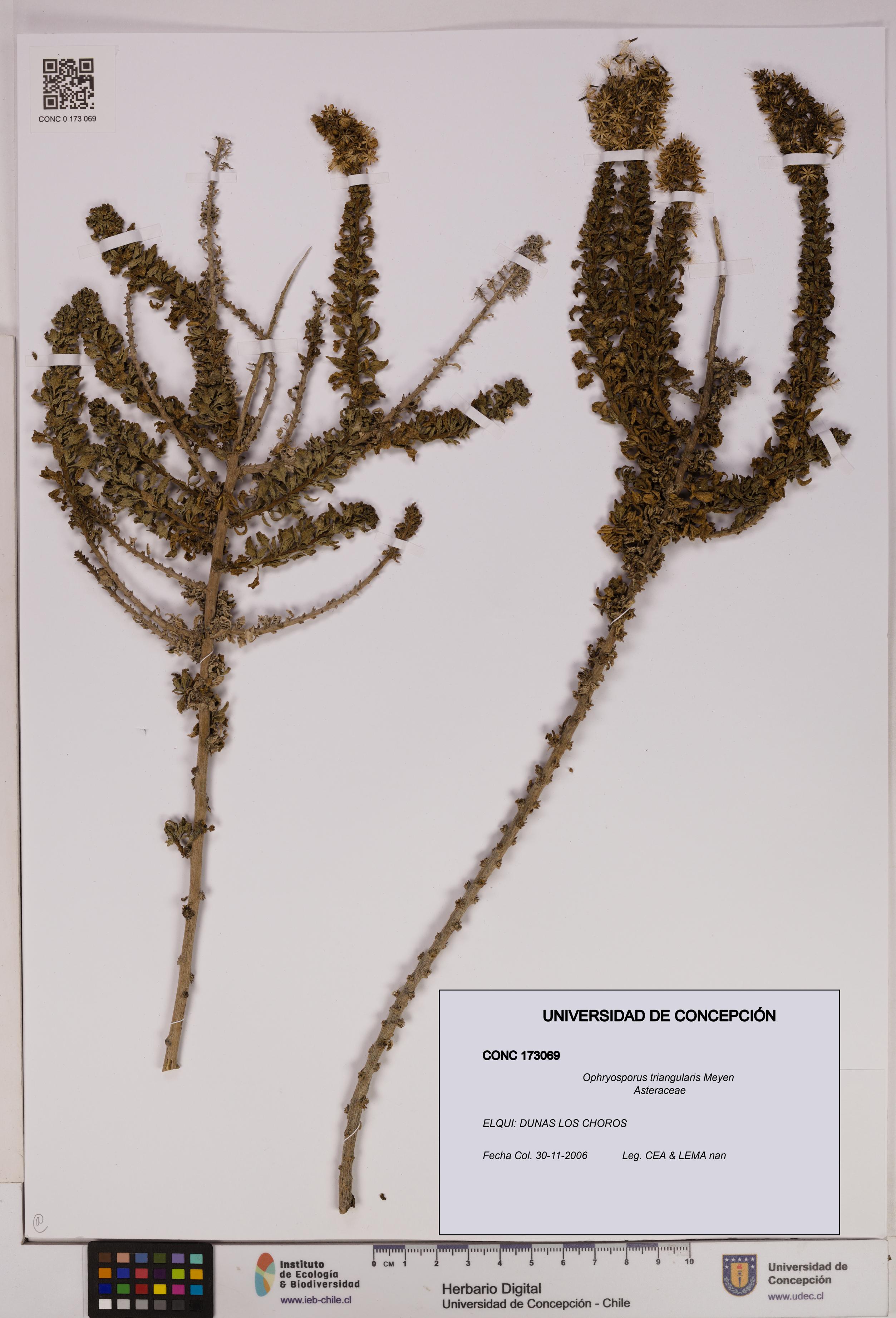 Ophryosporus triangularis [Espécimen: UDEC:CONC:0173069]