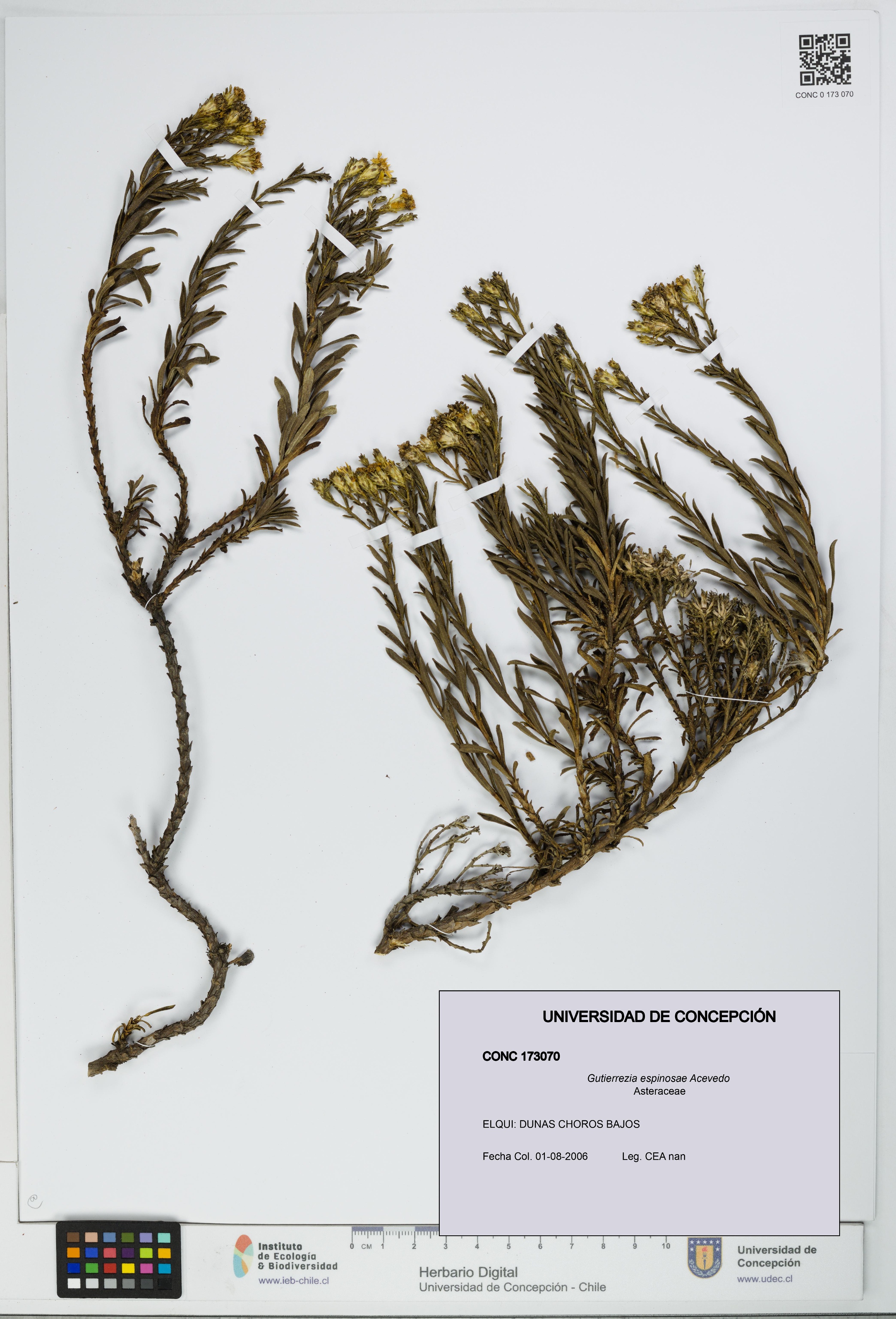 Gutierrezia espinosae [Espécimen: UDEC:CONC:0173070]