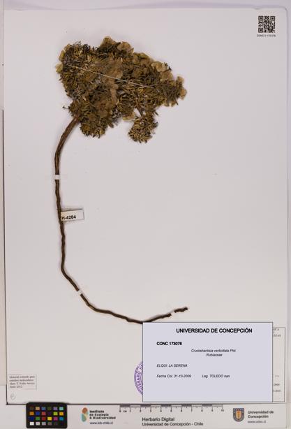 Cruckshanksia verticillata [Espécimen: UDEC:CONC:0173076]