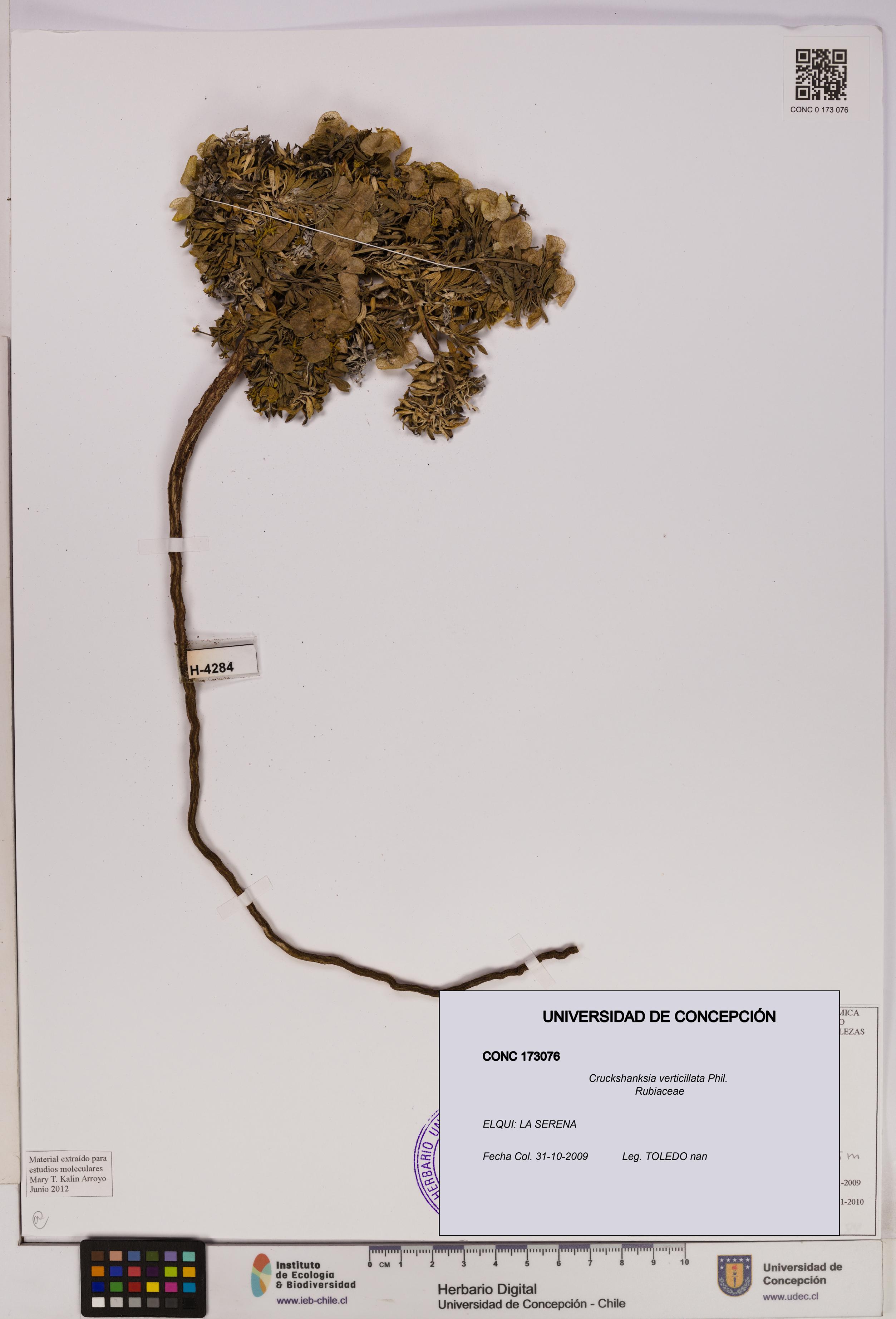 Cruckshanksia verticillata [Espécimen: UDEC:CONC:0173076]