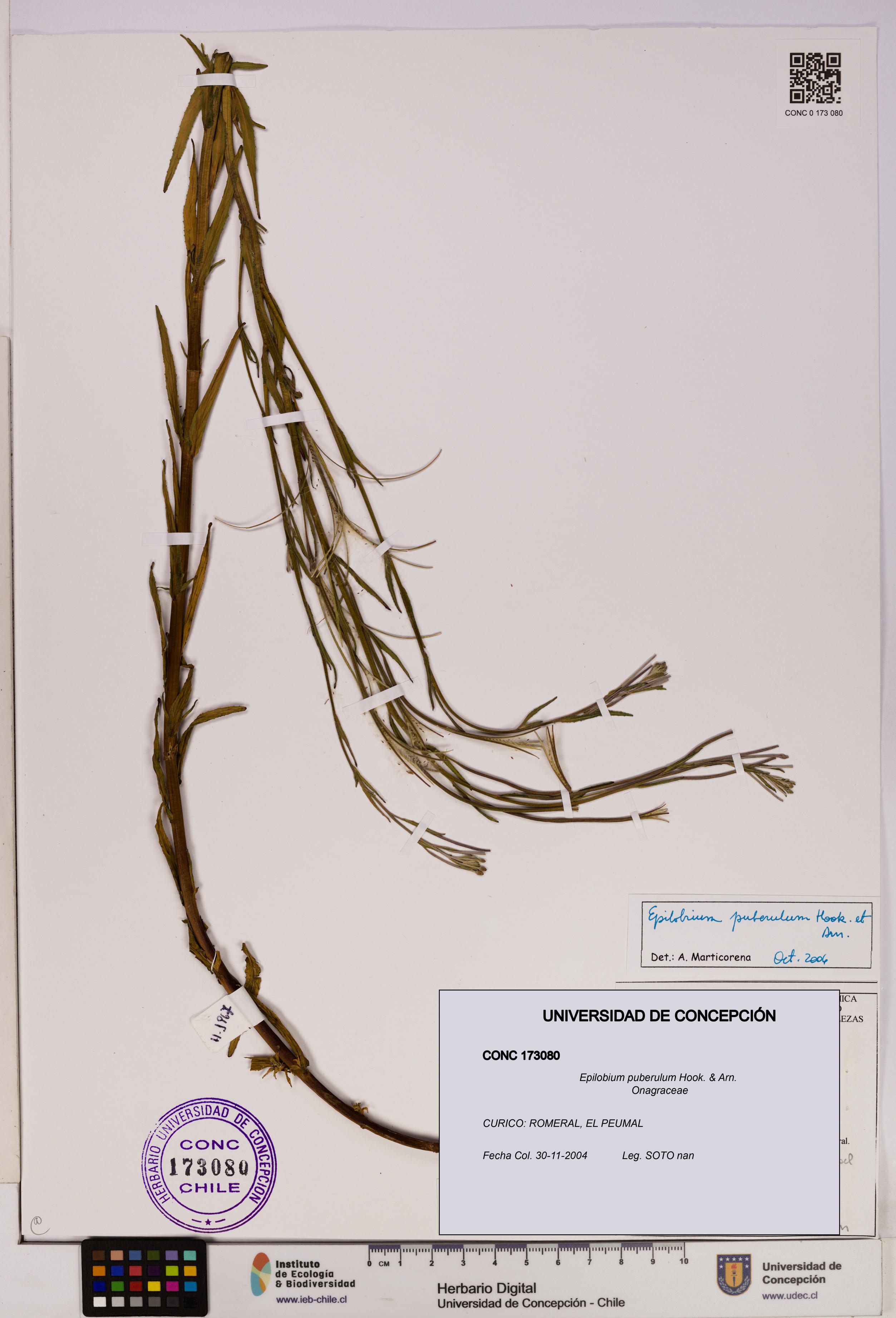 Epilobium puberulum [Espécimen: UDEC:CONC:0173080]