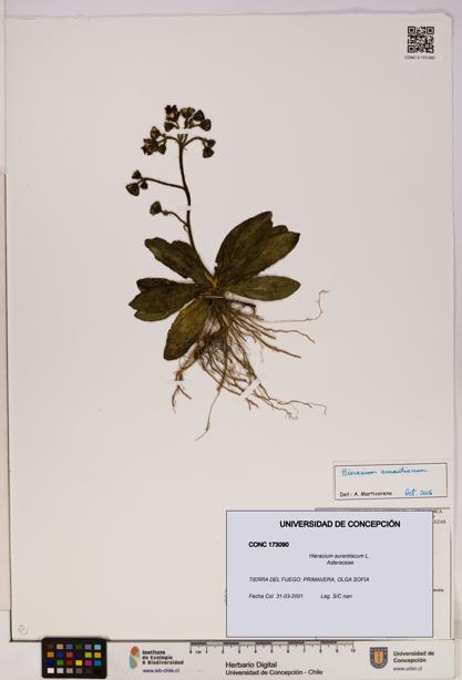 Hieracium aurantiacum [Espécimen: UDEC:CONC:0173090]