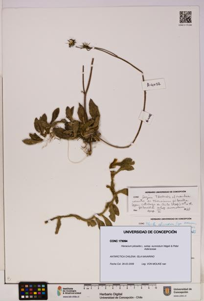 Hieracium pilosella [Espécimen: UDEC:CONC:0173094]