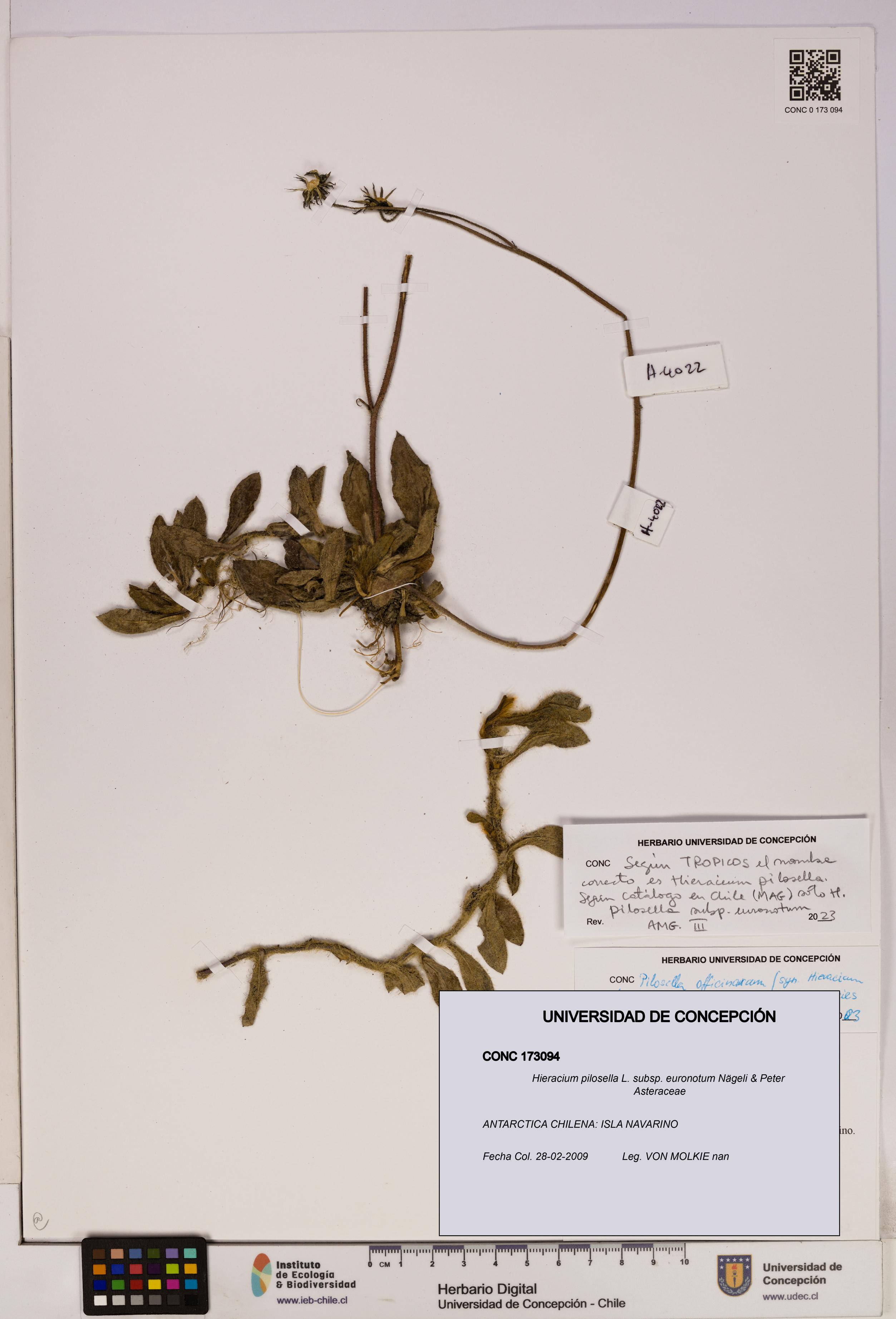 Hieracium pilosella [Espécimen: UDEC:CONC:0173094]