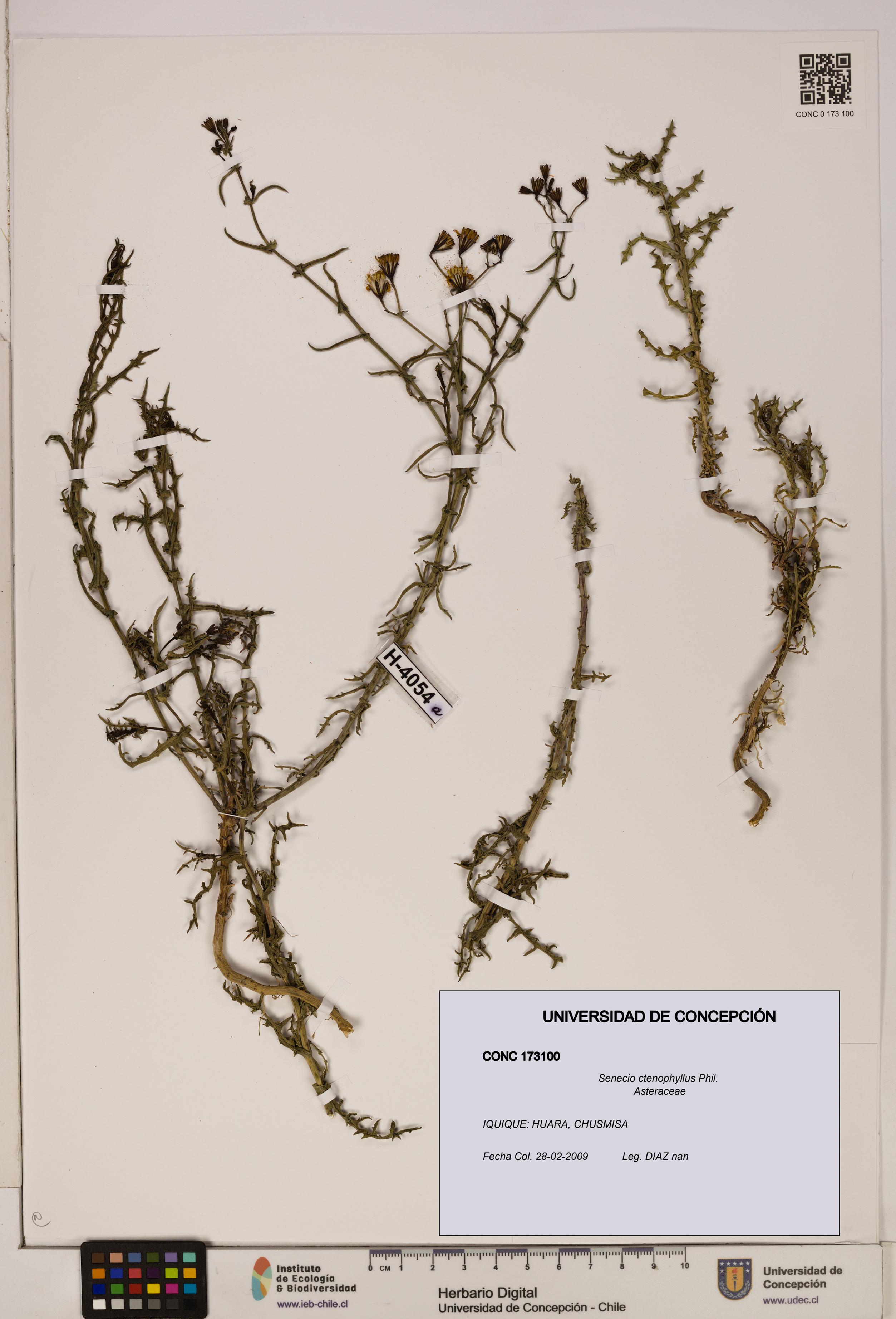 Senecio ctenophyllus [Espécimen: UDEC:CONC:0173100]