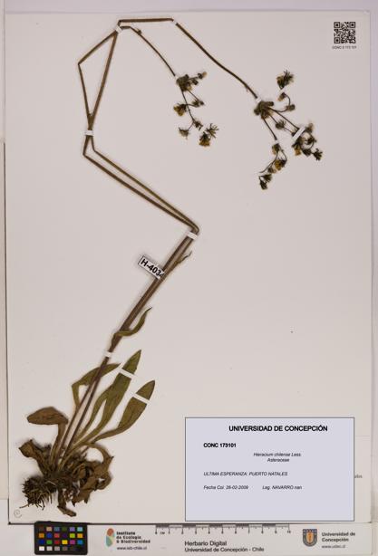 Hieracium chilense [Espécimen: UDEC:CONC:0173101]