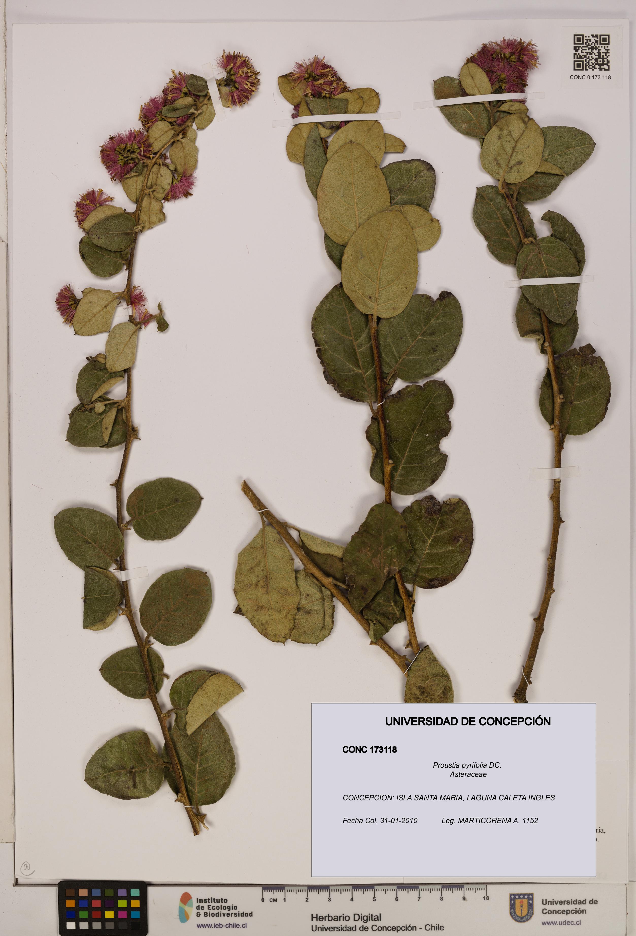 Proustia pyrifolia [Espécimen: UDEC:CONC:0173118]