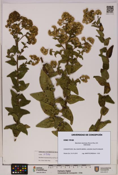 Baccharis racemosa [Espécimen: UDEC:CONC:0173120]