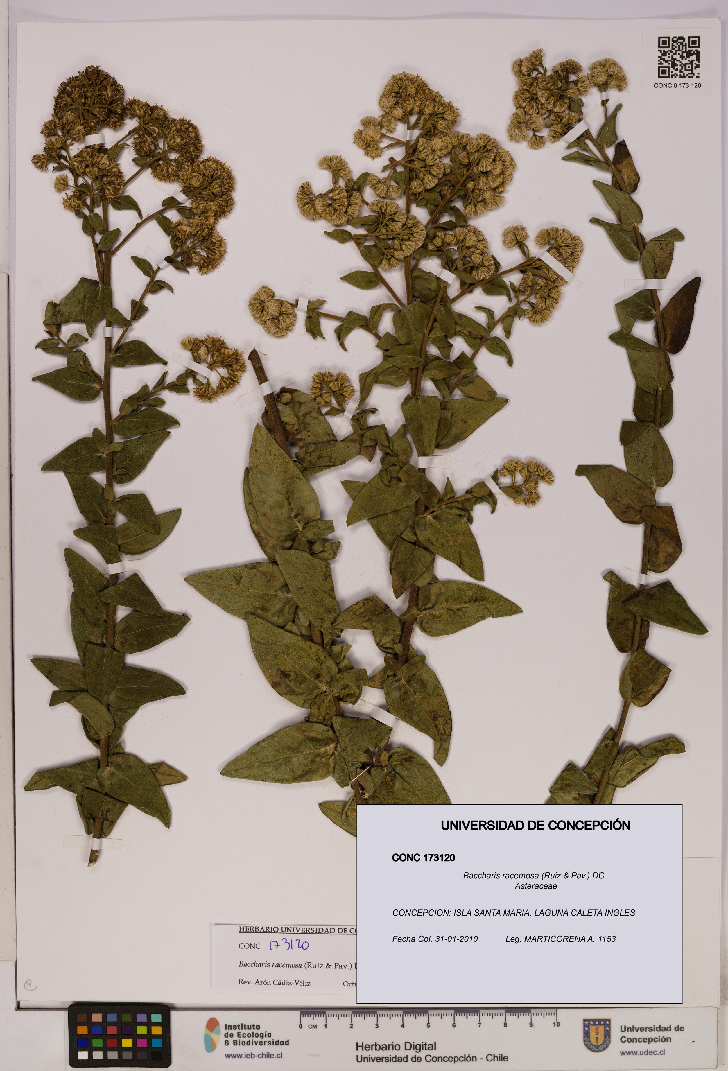 Baccharis racemosa [Espécimen: UDEC:CONC:0173120]