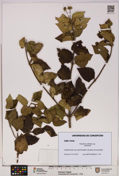 Podanthus ovatifolius [Espécimen: ]