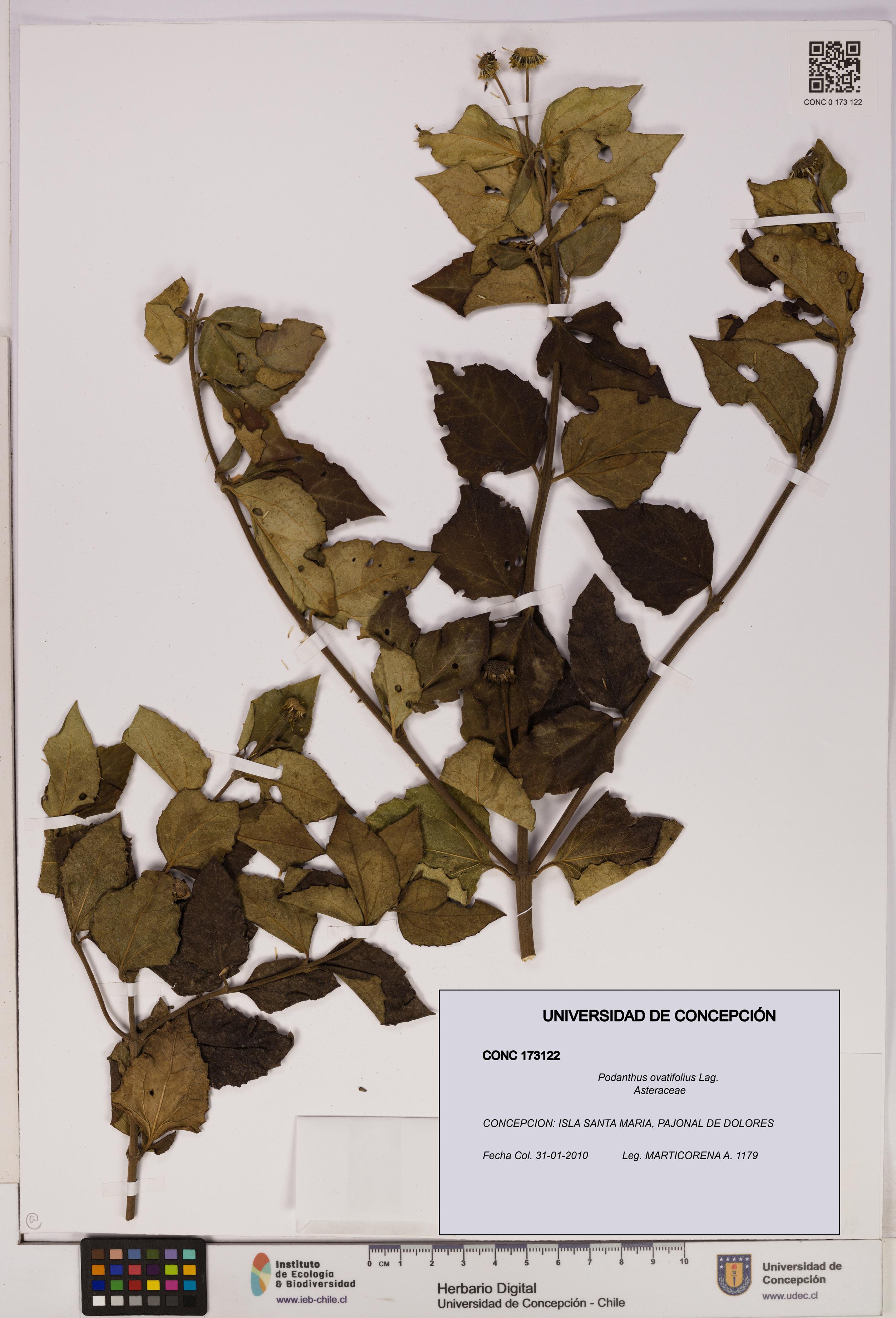 Podanthus ovatifolius [Espécimen: ]