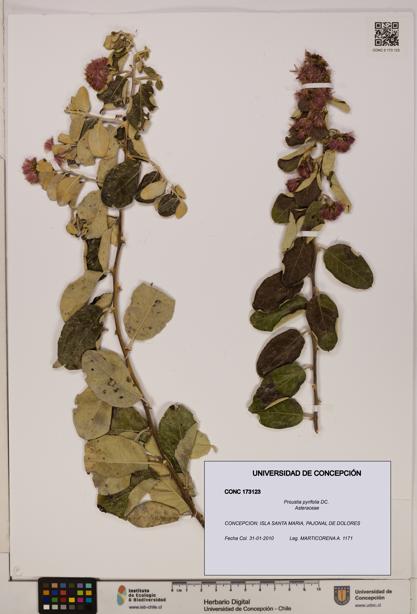 Proustia pyrifolia [Espécimen: UDEC:CONC:0173123]