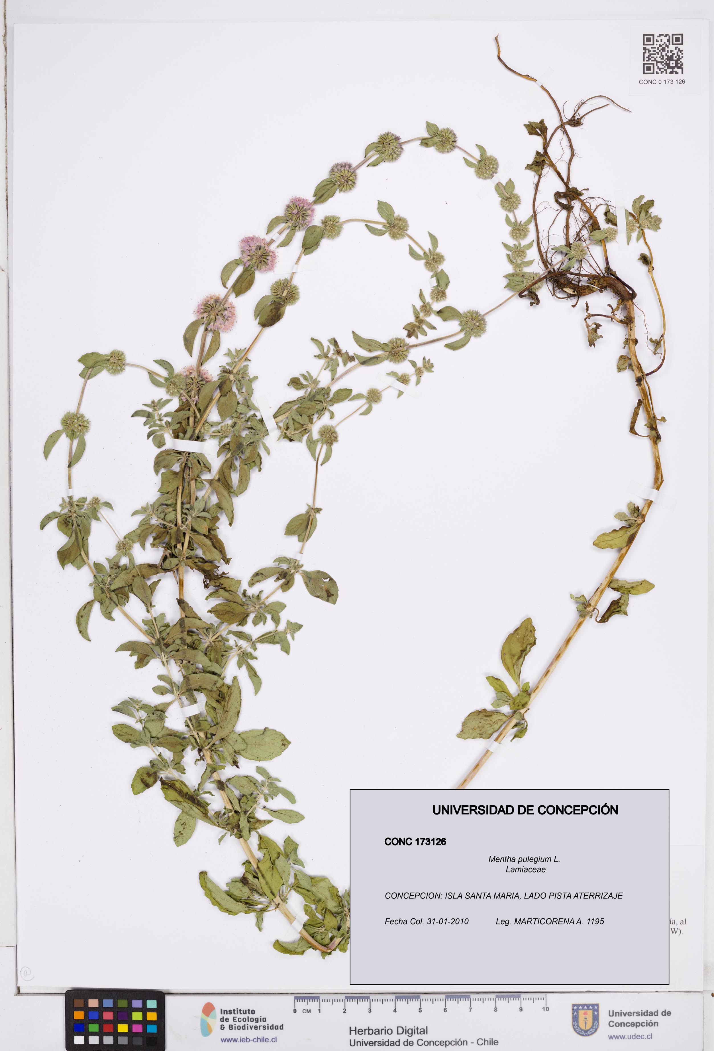 Mentha pulegium [Espécimen: ]