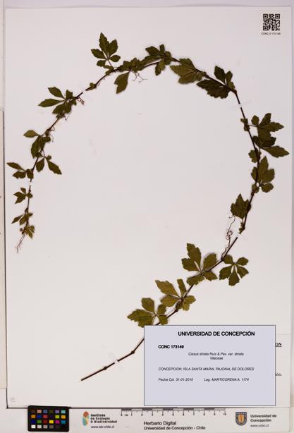 Cissus striata var. striata [Espécimen: UDEC:CONC:0173149]