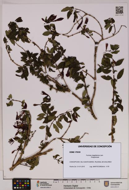 Fuchsia magellanica [Espécimen: UDEC:CONC:0173151]