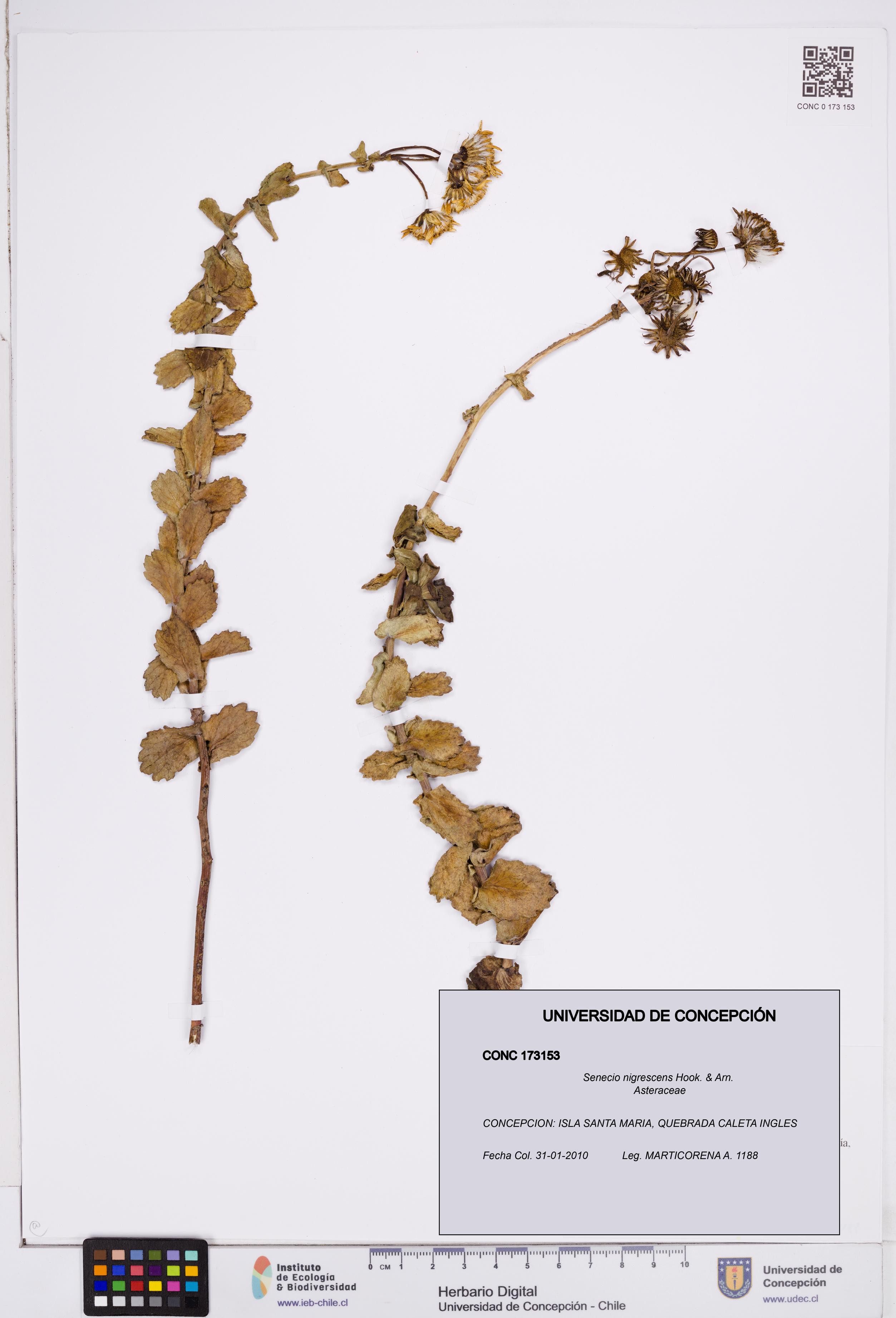 Senecio nigrescens [Espécimen: ]