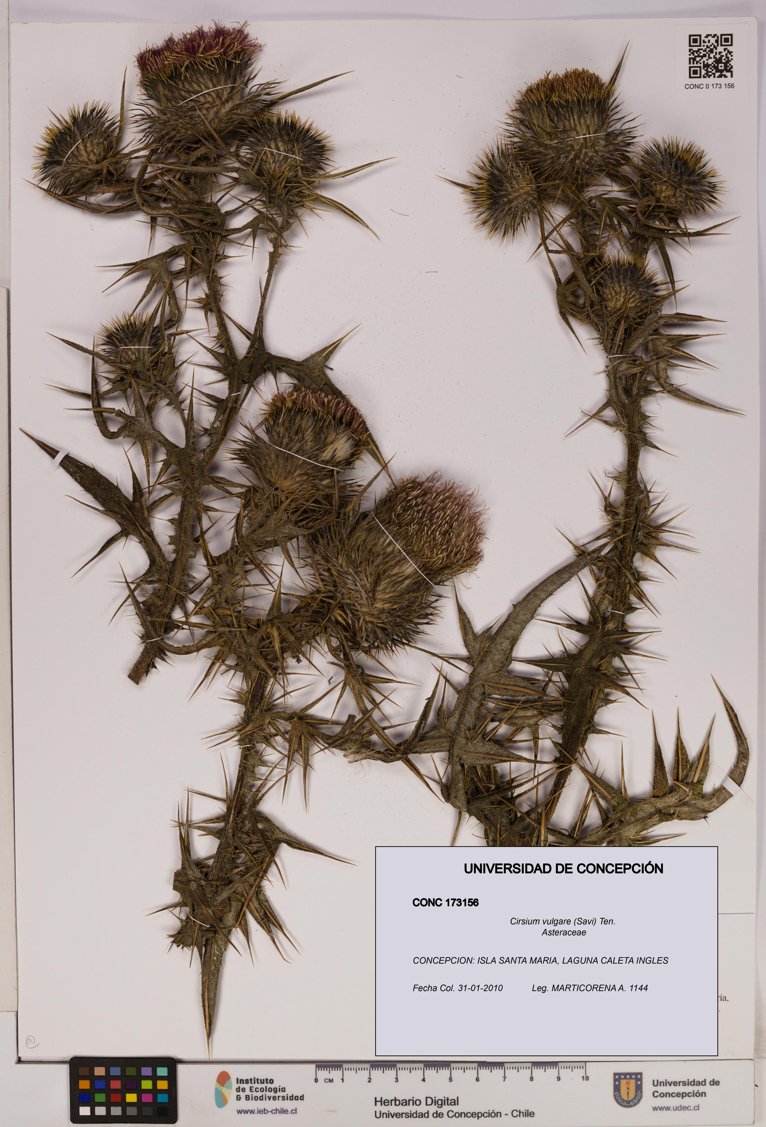 Cirsium vulgare [Espécimen: UDEC:CONC:0173156]
